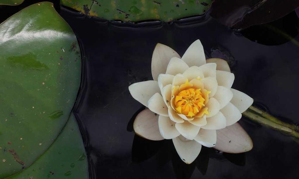 বাজেট অধিবেশন শুরু